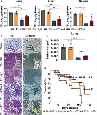 Blocking the CTLA-4 and PD-1 pathways during pulmonary paracoccidioidomycosis improves immunity, reduces disease severity, and increases the survival of infected mice